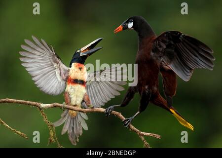 Halsbandarakari (Pteroglossus torquatus) mit Montezuma oropendola (Psarocolius montezuma) Costa Rica zanken. Stockfoto