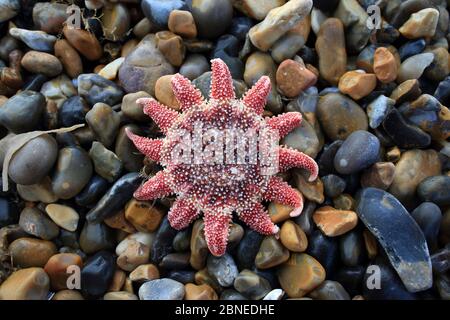 Gemeiner Sonnenstern (Crossaster papposus) tot am Strand, Norfolk UK November Stockfoto