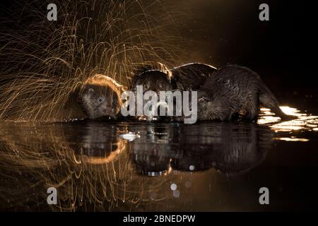 Europäische Otter (Lutra lutra) Gruppe mit einem Schüttelwasser, Kiskunsagi Nationalpark, Ungarn, Oktober. Stockfoto