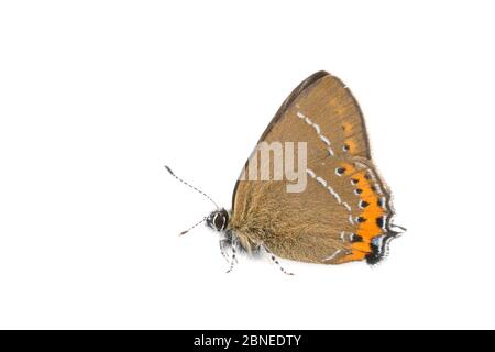 Schwarzer Haarstreifen (Satyrium pruni) Erwachsene, Frankreich, Mai, Meetyourneighbors.net Projekt Stockfoto