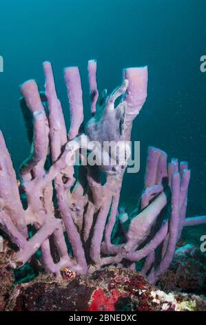 Riesen Anglerfisch (Antennarius commerson) auf Schwamm thront. Mabul, Malaysia. Stockfoto