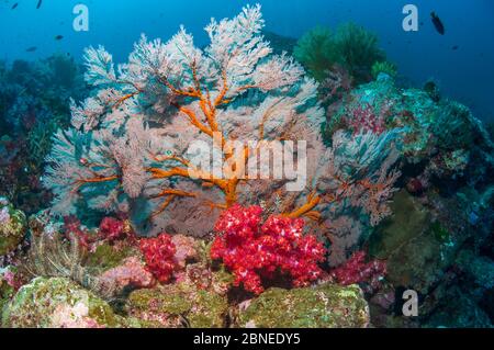 Gorgonien-Meeresfächer (Melithaea sp.) und Weichkorallen (Dendronephthya sp.) Andamanensee, Thailand. Stockfoto