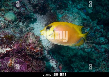 Korallenbarsch (Siganus corallinus) Mabul, Malaysia. Stockfoto