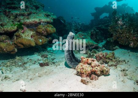 Schwarze Seegurke (Holothuria atra) Aufzucht und Freigabe Eier und Sperma. Andamanensee, Thailand. Stockfoto