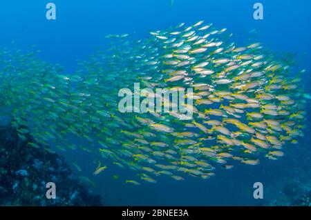 Bigeye Snappers (Lutjanus lutjanus) Schwarm, Andamansee, Thailand. Stockfoto