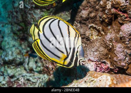 Meyers Butterflyfish (Chaetodon meyeri) Andamanensee, Thailand. Stockfoto