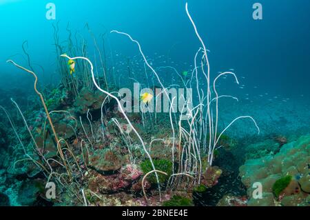 Die Korallen (Junceella fragilis) mit den Golddammeln (Amblyglyphidodon aureus) schlagen, die Eier auf die Peitschenkorallen legen. Similan Inseln, Thailand, Andaman S. Stockfoto