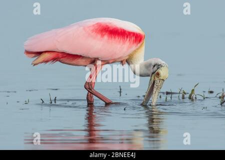 Roseate Spoonbill (Platalea ajaja) auf der Suche nach Nahrung, Myakka River State Park, Florida, USA. März. Stockfoto