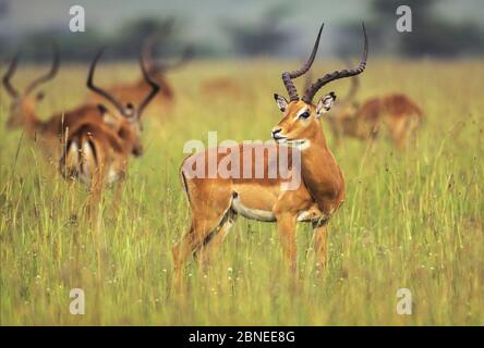 Impala (Aepyceros melampus) kleine Herde auf Grasland, Masai Mara National Reserve, Kenia, Ostafrika. Stockfoto