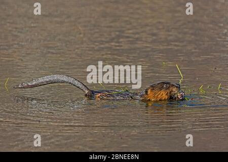 Muskrat (Ondatra zibethicus) in der Wasserfütterung auf Wasserpflanzen, Acadia National Park, Maine, USA. Stockfoto