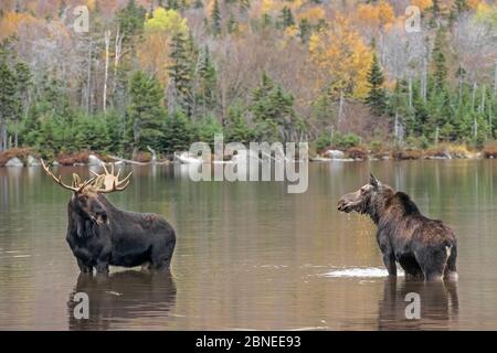 Elch (Alces alces) Bulle und Kuh im Wasser, Baxter State Park, Maine, USA. Stockfoto