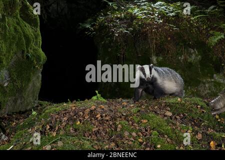 Eurasischer Dachs (Meles meles) sucht nach Nahrung zwischen Moos und Herbstblättern in der Nacht. Südnorwegen. September. Aufgenommen mit externer Kamerafalle. Stockfoto