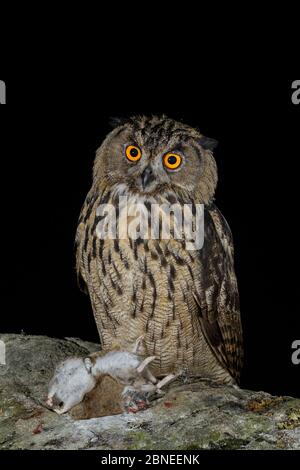 Eurasische Adlereule (Bubo bubo) juvenil mit Beute, zwei braune Ratten (Rattus norvegicus), nachts. Südnorwegen. August. Stockfoto