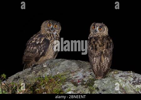 Eurasische Adlereulen (Bubo bubo) zwei Jungtiere, die nachts auf einem Felsvorsprung thronen. Südnorwegen. August. Stockfoto