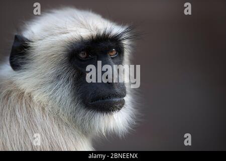 Südliche Ebene grauer Langur / Hanuman langur (Semnopithecus dussumieri) alpha männliches Porträt. Jodhpur, Rajasthan, Indien. März. Stockfoto