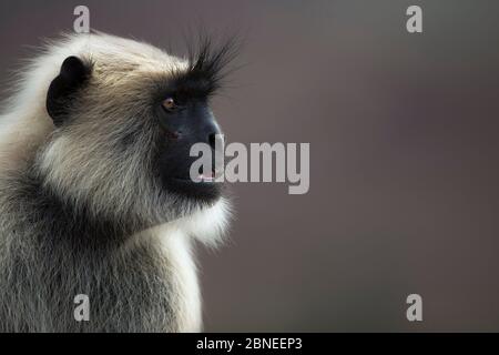 Südliche Ebene grauer Langur / Hanuman langur (Semnopithecus dussumieri) alpha männliches Porträt. Jodhpur, Rajasthan, Indien. März. Stockfoto