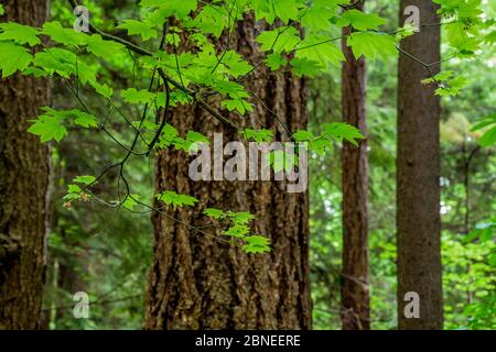 Vine Ahornblätter, Frühling, Mahon Park, North Vancouver, British Columbia, Kanada Stockfoto