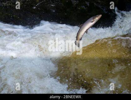 Eine Seeforelle oder Sewinin (Salmo trutta) springen einen Wasserfall im Herbst auf dem Fluss (Afon) Lledr, Betws-y-Coed, Wales Oktober Stockfoto