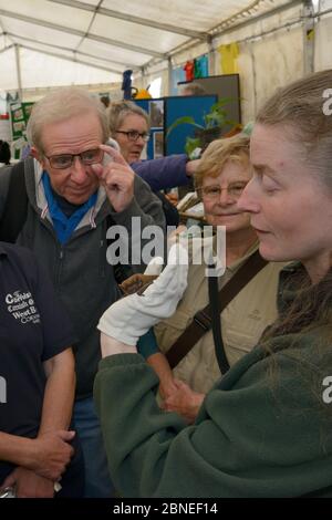 Samantha Pickering zeigt eine Noctule Fledermaus (Nyctalus noctula) für die Mitglieder der Öffentlichkeit auf einer Outreach-Veranstaltung, Boscastle, Cornwall, Großbritannien, Oktober. Stockfoto