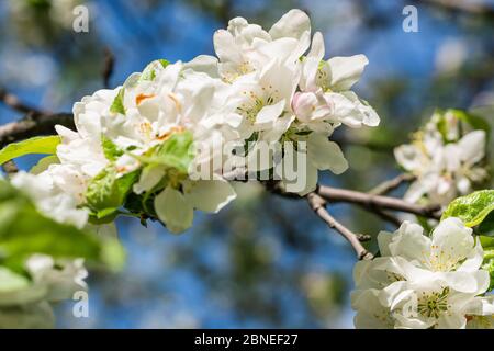 Weiße Apfelblumen. Schöne blühende Apfelbäume. Hintergrund mit blühenden Blumen im Frühling Tag. Stockfoto