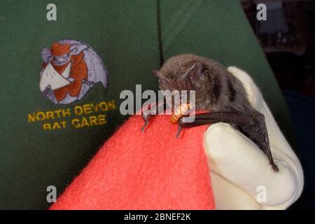 Barbastelle Fledermaus (Barbastella Barbastellus) eine seltene Fledermaus in Großbritannien, mit einem Mährenwurm bei North Devon bat Care, Barnstaple, Devon, Großbritannien, Oktober 201 gefüttert Stockfoto