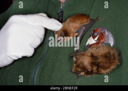 Samantha Pickering streichelt/mit einer Noctule Fledermaus (Nyctalus noctula) neben einer Serotinfledermaus (Eptosicus serotinus) auf ihrer Brust in ihrem Rettungszentrum Nord Stockfoto