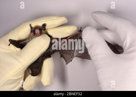 Geflüsterte Fledermaus (Myotis mystacinus) mit einem Flügel, der von einer Katze beschädigt wurde, die von Samantha Pickering in der Fledermaus-Rettungszentrale in ihrem Haus, Barnstaple, Stockfoto