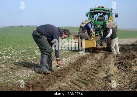 Studenten der Royal Agricultural University und Wildhüter Phil Holborg Pflanzen eine Hecke in einer Nut von einem Traktor geschnitten, um Abdeckung für Baumspatzen zu bieten Stockfoto