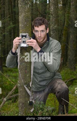 Dave Bavin, der eine Trailcam in einer dichten Nadelplantage aufstellt, um einen Radio-colared Pine Marten (Martes Martes) zu fotografieren, der durch wiedereingeführt wurde Stockfoto