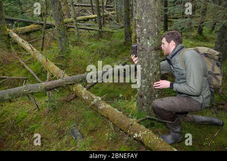 Dave Bavin, der eine Trailcam in einer dichten Nadelplantage in der Nähe einiger Erdnüsse aufstellte, setzte sich als Köder aus, um einen Radiokantenmarder (Martes Stockfoto