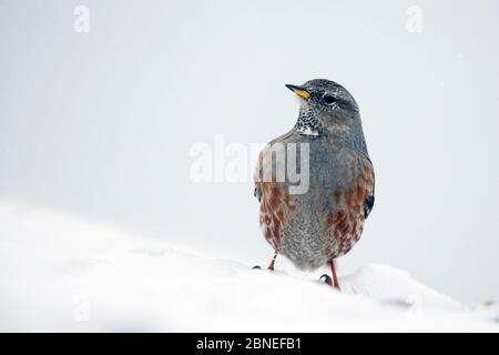 Alpenakzentuiert (Prunella collaris) im Schnee, Leukerbad, Wallis, Schweiz, Februar Stockfoto