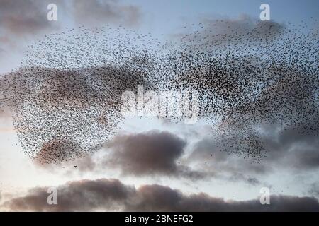 Murmuration von Stare (Sturnus vulgaris) mit Wanderfalken (Falco peregrinus), die sie jagen, Niederlande, November. Stockfoto