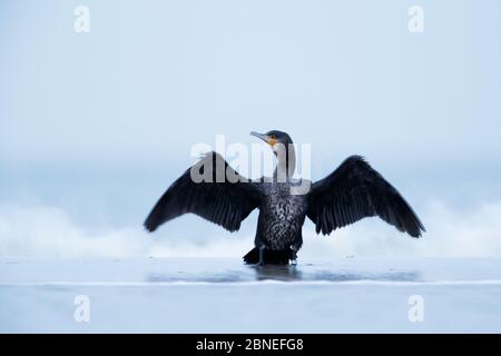 Gewöhnlicher / großer Kormoran (Phalacrocorax carbo sinensis) am Rande des Meeres, Zeeland, Niederlande, Januar Stockfoto