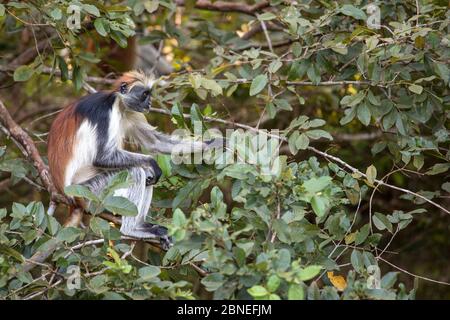 Zanzibar roter Kolobusaffen (Procolobus kirkii), der Blätter isst, Jozani Wald, Jozani Chwaka Bay NP, Sansibar, Tansania, August. Stockfoto