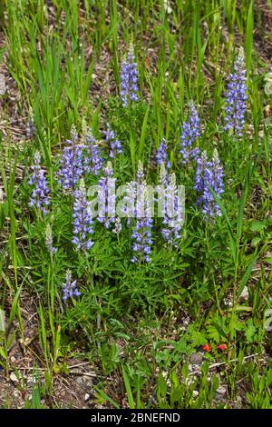 Wilde Lupinen (Lupinus perennis) am Straßenrand Montana USA Juni Stockfoto