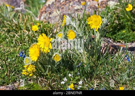 Alpine Sonnenblume (Tetraneuris grandiflora) Trailridge Road, Rocky Mountain National Park, Colorado USA Juni Stockfoto