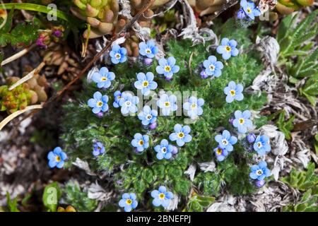 Alpine Forget-me-Not (Myosotis asiatica) Bear Tooth Pass, Wyoming USA Juni Stockfoto