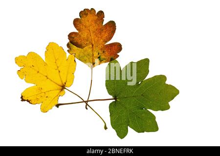 Ahorn (Acer campestre) drei verschiedene farbige Blätter auf Leuchtkasten, Ringwood, Hampshire, UK Oktober Stockfoto