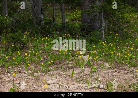 Gletscherlilie (Erythronium grandiflorum) Masse am Waldrand, The Grand Loop, Yellowstone National Park, Wyoming USA Juni Stockfoto