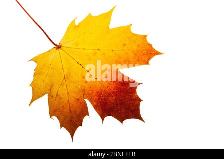 Norway Maple (Acer platanoides) individuelles Blatt auf Leuchtkasten, Ringwood, Hampshire, UK Oktober Stockfoto