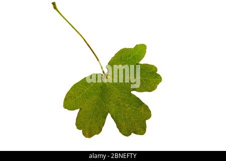 Ahorn (Acer campestre) individuelles Blatt auf Leuchtkasten, Ringwood, Hampshire, UK Oktober Stockfoto