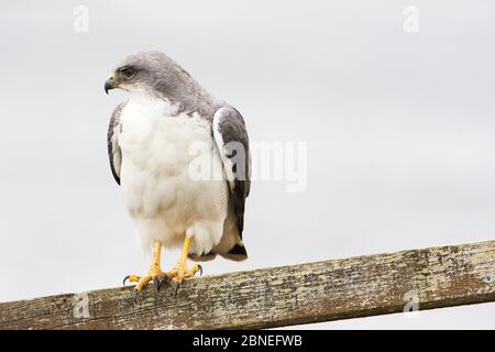 Variable Falke (Buteo Polyosoma) thront auf einem Teil eines Zauns, Darwin, East Falkland, Falkland-Inseln November Stockfoto