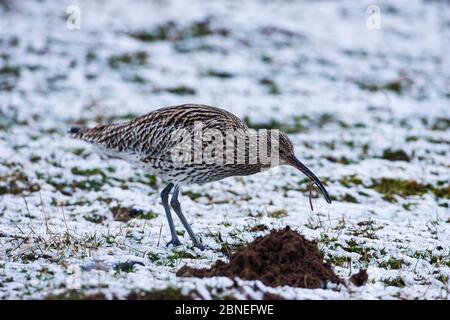 Eurasische Curlew (Numenius arquata) auf der Nahrungssuche in verschneiten Feld in der Nähe von Aberfeldy, Highland Region, Schottland UK April Stockfoto