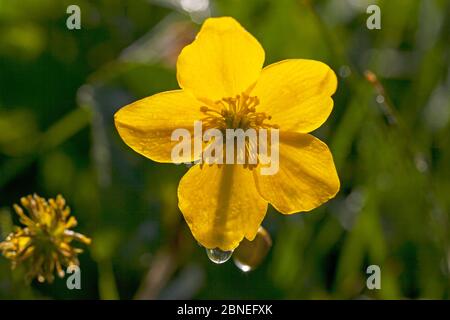 Marschmaringold (Caltha palustris) Nahaufnahme der Blume, Wasserwiesen in Ringwood, Hampshire, Großbritannien Mai Stockfoto