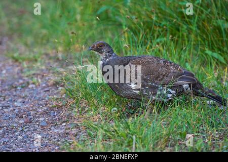 Blauhuhnhuhn (Dendragapus obscurus), Männchen im Unterholz, Signal Mountain, Grand Teton National Park, Wyoming, USA Juni Stockfoto