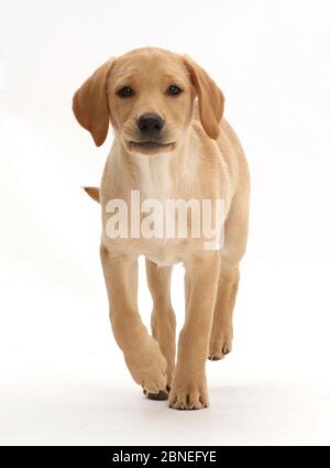 Gelber Labrador Welpe, Alter 11 Wochen, zu Fuß. Stockfoto