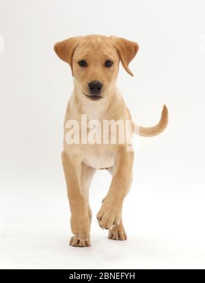 Gelber Labrador Welpe, Alter 11 Wochen, zu Fuß. Stockfoto