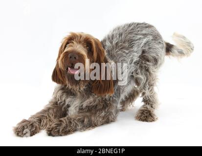 Roan Italienischer Spinone Hund, Riley, im Spielbogen. Stockfoto