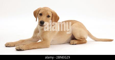 Gelber Labrador Retriever Welpe, Alter 11 Wochen. Stockfoto