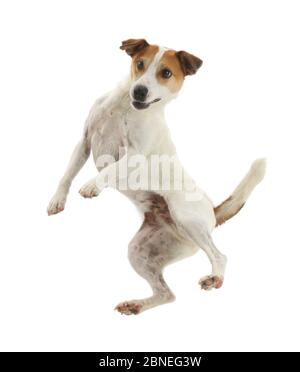 Jack Russell Terrier, Milo, Alter 5 Jahre, hoch in die Luft springen. Stockfoto